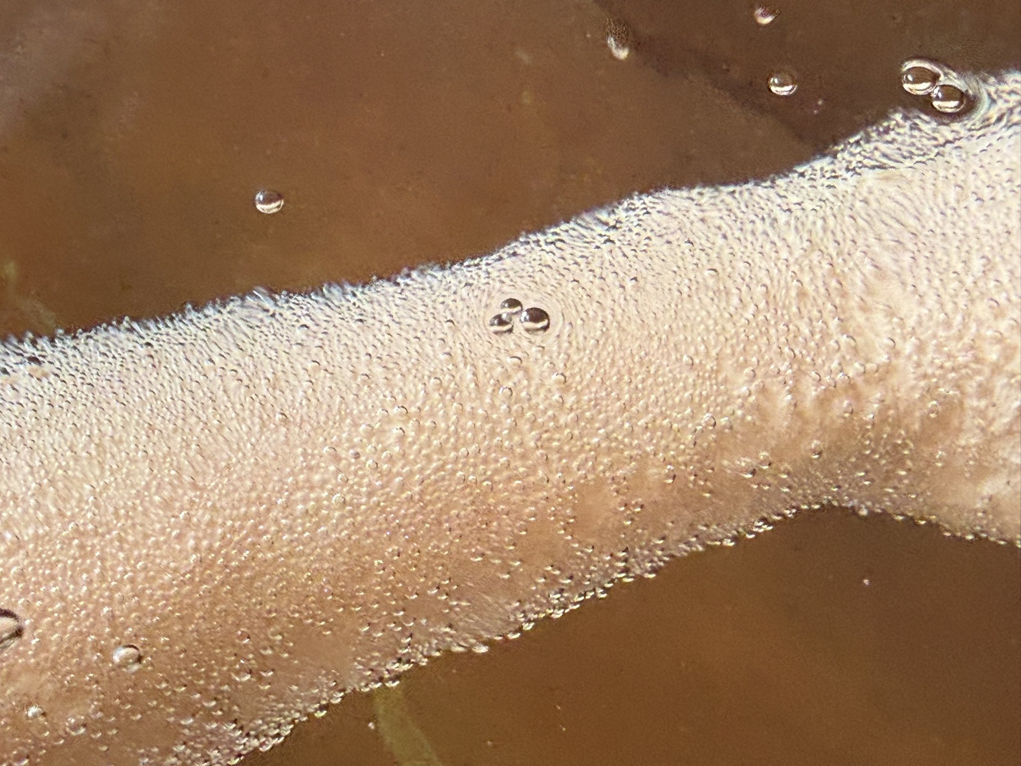 炭酸泉 腕のクローズアップ 細かい気泡が肌一面を覆う ©azu_nee