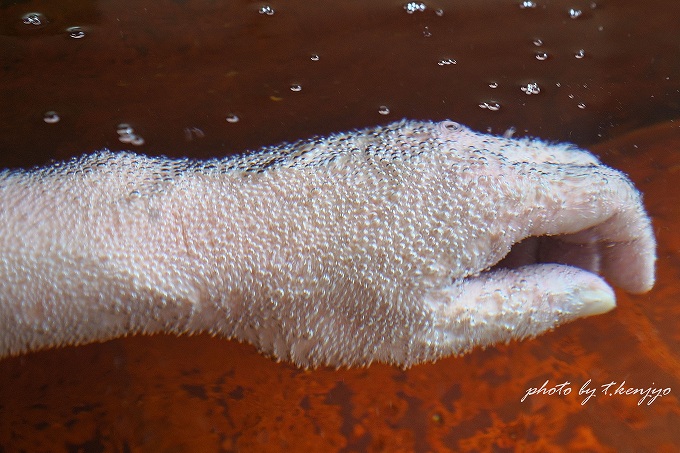 炭酸泉に浸かる手 全体に気泡が付着 photo by t.kenjyo